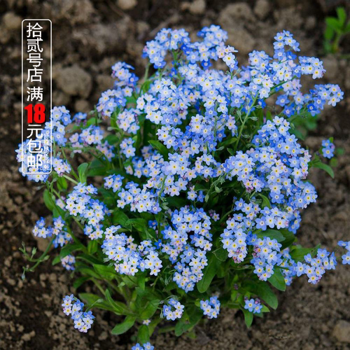 宿根矮生勿忘我浪漫浅蓝色星辰花