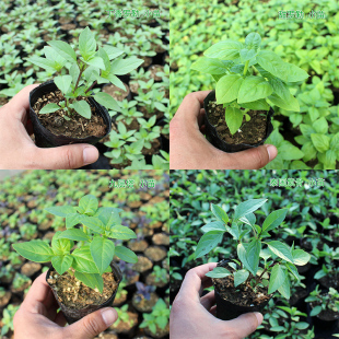 食用香草植物 罗勒九层塔金不换草盆栽