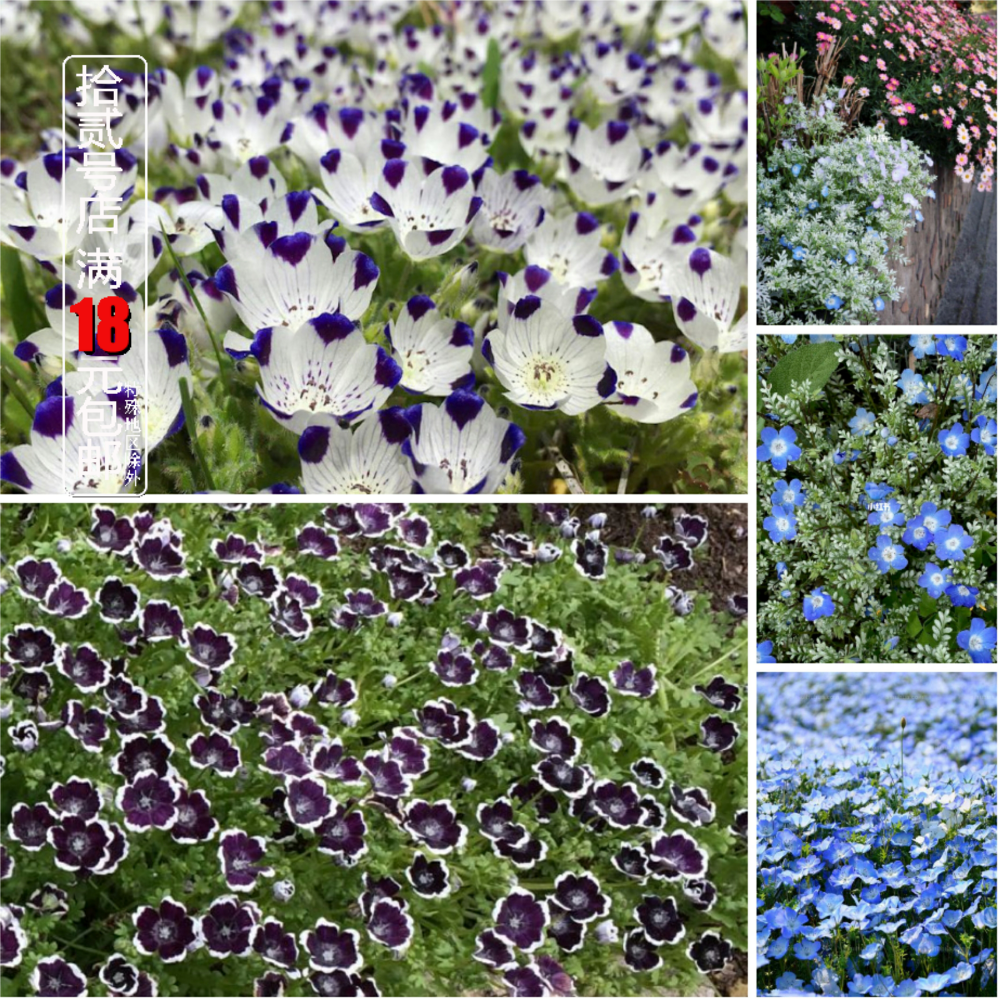 银叶喜林草盆栽苗 铂金天空粉蝶花蓝眼 庭院阳台花卉耐寒组盆绿植,鲜花速递/花卉仿真/绿植园艺,时令草本花卉,淘宝优惠券,粉丝福利购,淘宝优惠卷