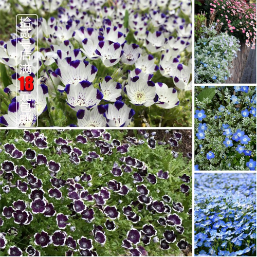 喜林草植物庭院阳台春天