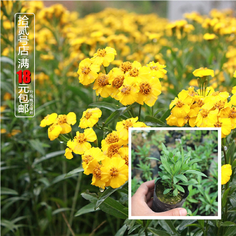 食用香草 甜万寿菊苗 香叶柠檬万寿菊 墨西哥龙蒿薄荷 驱蚊蝇