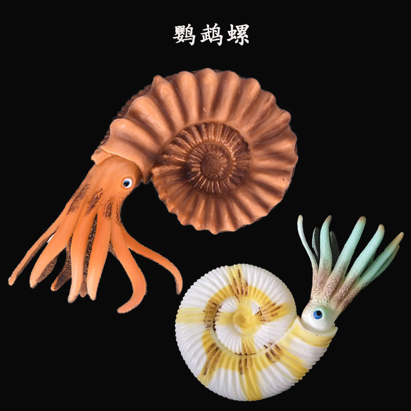 奇迹系列 鹦鹉螺 远古野生动物仿真软体生物玩具海螺模型玩具摆件