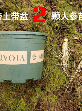 人参苗盆栽长白山种植幼苗东北人参苗子四季带土带盆野山参活苗