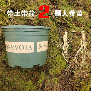 人参苗盆栽长白山种植幼苗东北人参苗子四季带土带盆野山参活苗