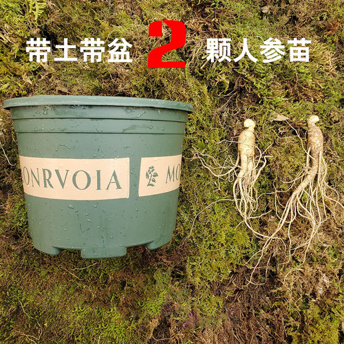 人参盆栽人参苗长白山带土带盆