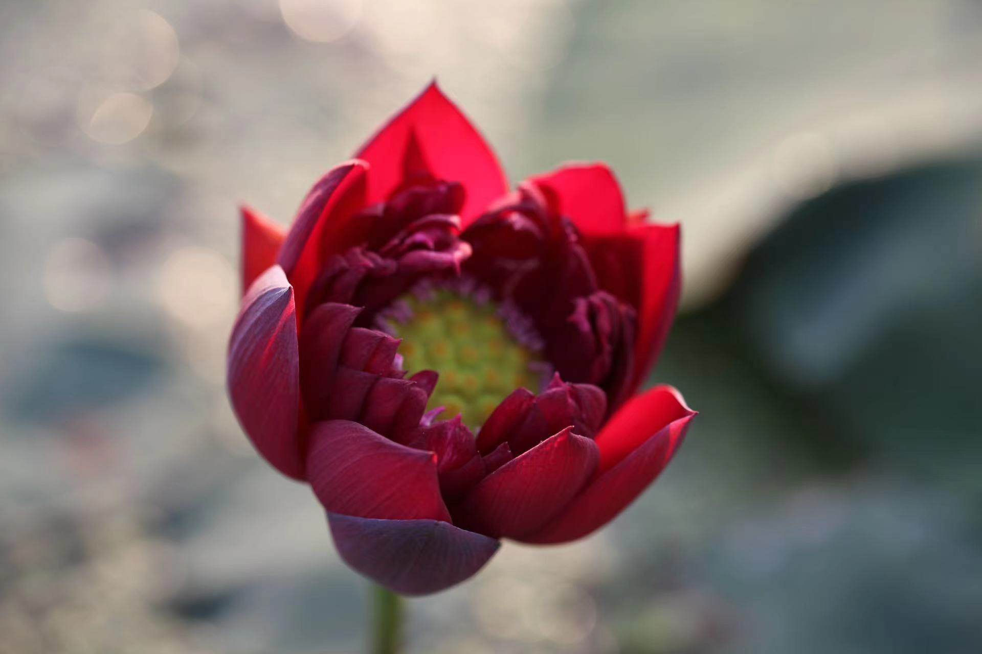 【不二的花园】墨红 暗红色重瓣中型丰花碗莲荷花水生花卉阳台
