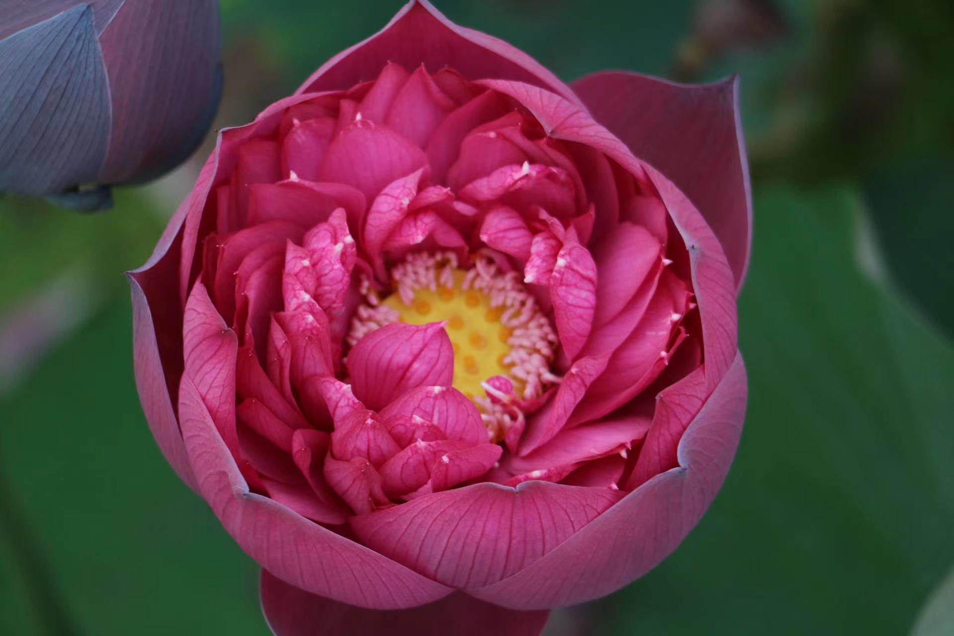 【不二的花园】新子夜 中大型重瓣深红色碗莲荷花水生花卉庭院