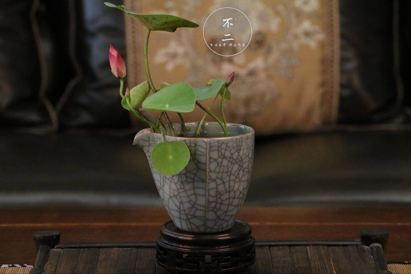【不二的花园】梦瑶台 微型碗莲 开花机器  包对版