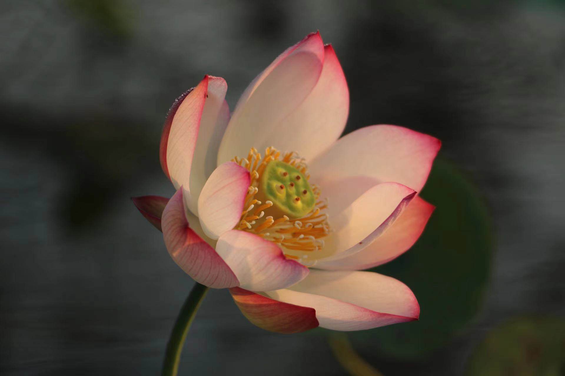 【不二的花园】丛珂 微型粉色丰花单瓣碗莲阳台露台庭院水生花卉