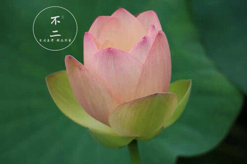 不二成品专用链接碗莲荷花