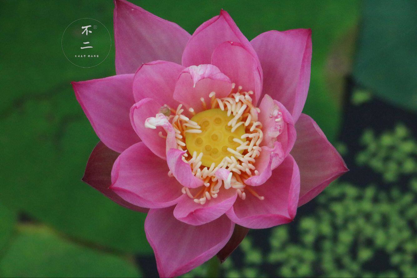 【不二的花园】星火 微型碗莲夏季成品苗 丰花 包活包开花包对版