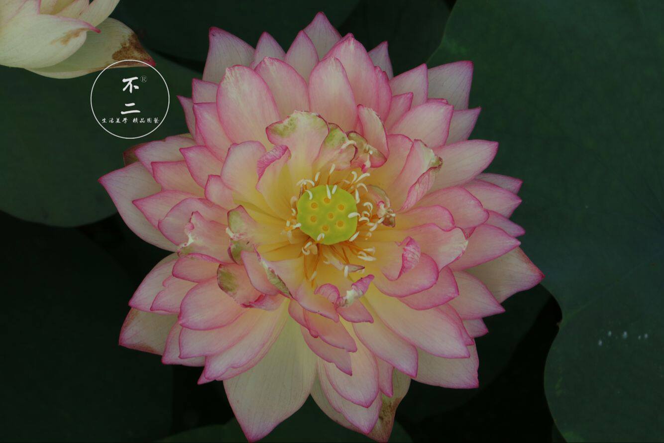 【不二的花园】雨花情 中型碗莲夏季成品苗 包活包开花包对版