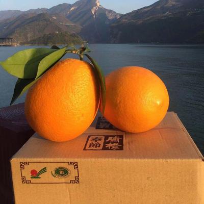 新鲜奉节脐橙19斤+5°-25°