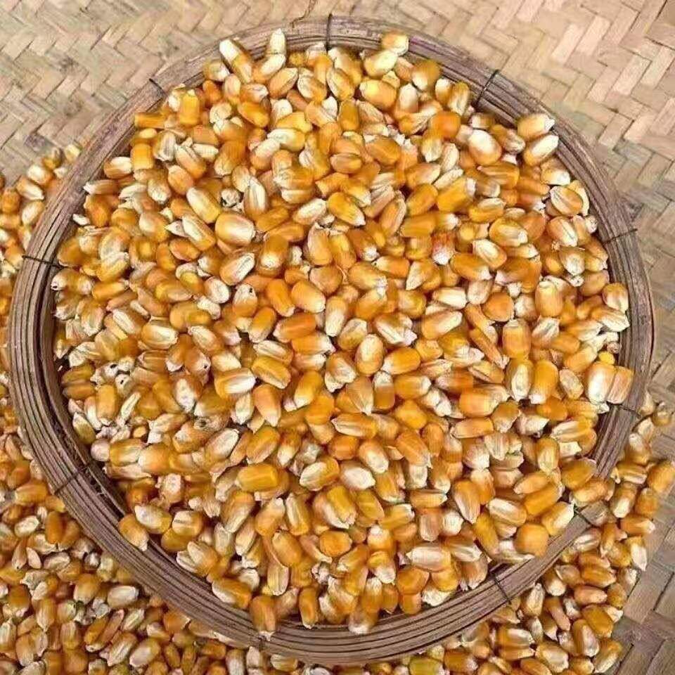 玉米粒喂鸡鸭鹅鸽子散