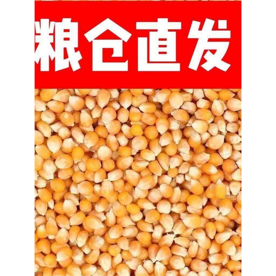 优选无尘新玉米粒100斤干玉米喂鸡鸭鹅饲料50斤玉米家禽粮食