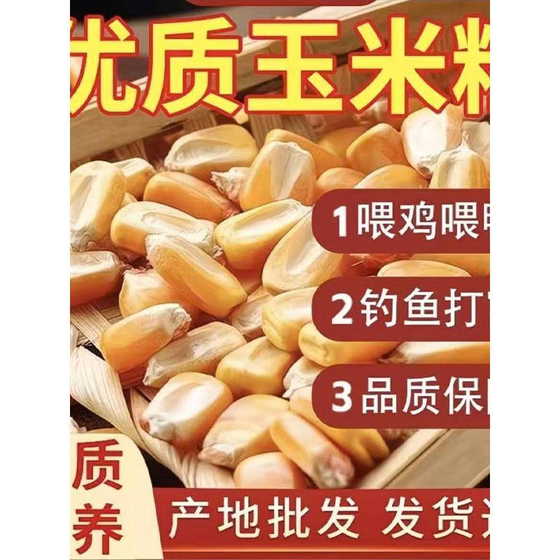 东北新干玉米粒家禽饲料
