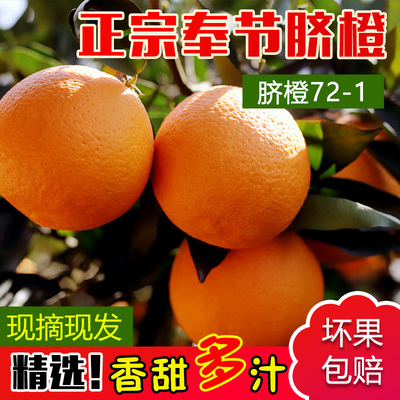 （老品种72-1）奉节脐橙现摘现发多汁孕妇新鲜应季水果橙子顺丰