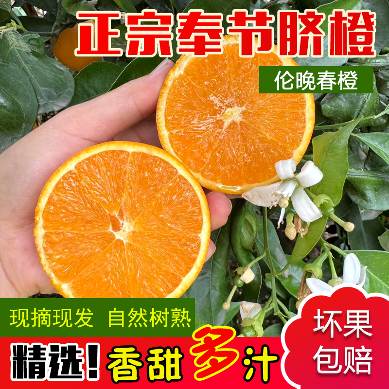 （伦晚春橙）奉节脐橙现摘现发多汁孕妇新鲜应季水果橙子圆通快递