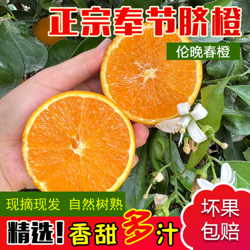 （伦晚春橙）奉节脐橙现摘现发多汁孕妇新鲜应季水果橙子圆通快递