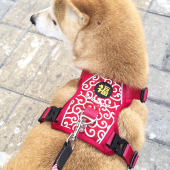 狗狗牵引绳夏季 宠物胸背带透气柴犬中小型犬柯基外出遛狗 背心式