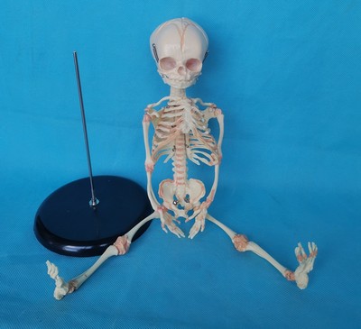 胎儿骨骼模型骨骼骨架医用教学X讲解人体模