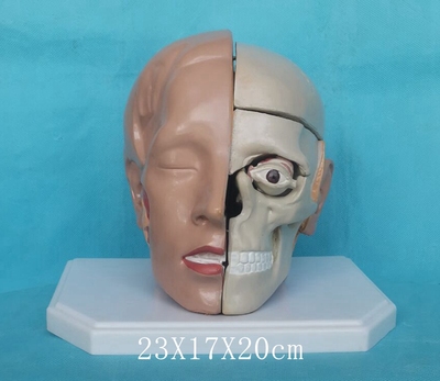 成人1:1头颅8件解剖模型D脑眼球头盖骨医用教学模型