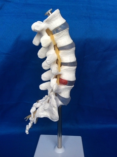 人体1 1腰椎马尾神经w骶骨骨骼骨架模型医用教学讲解