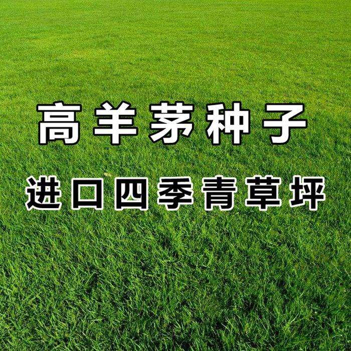 蓝标高羊茅草坪草籽进口耐寒耐践家庭园艺种子