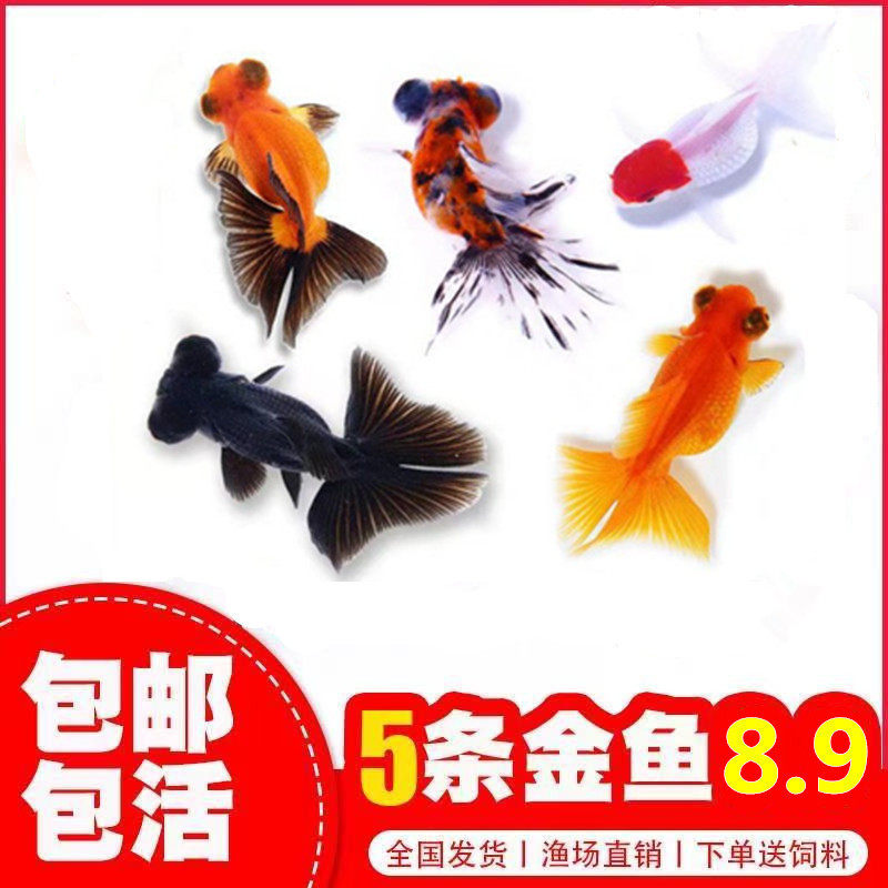 金鱼活体观赏鱼活鱼好养小金鱼冷水鱼兰寿锦鲤鱼金鱼苗淡水小型鱼 鸿旺水族店 淘优券 金鱼活体观赏鱼活鱼好养小金鱼冷水鱼兰寿锦鲤鱼金鱼苗淡水小型鱼 鸿旺水族店 淘优券
