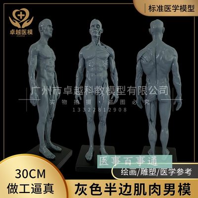 人体骨骼模型解剖人体医学肌肉骨胳结构医学教M学参考高30cm灰色