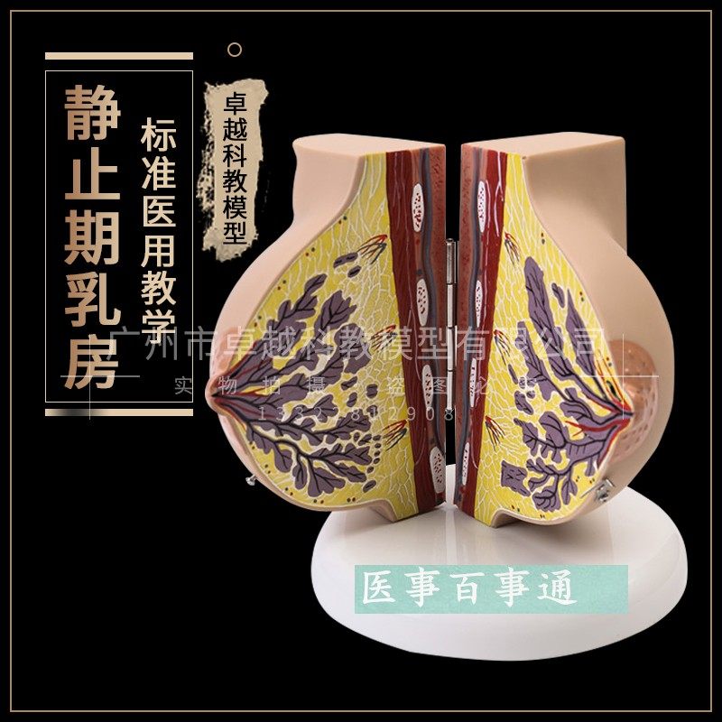 哺乳期乳房模具乳房解剖模型催乳师培训乳房演示模型乳腺月嫂培训