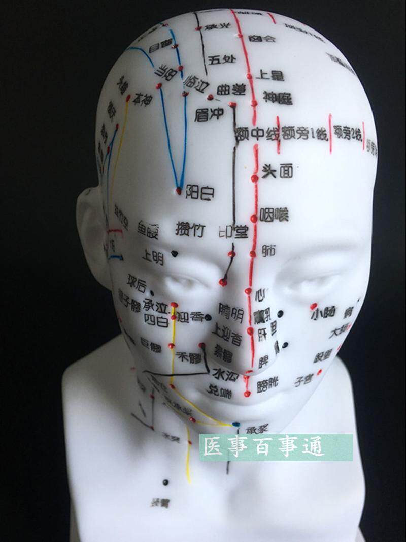 刻字工艺 头部针灸穴位经络 人体头部针灸模型 按摩针灸模型包邮