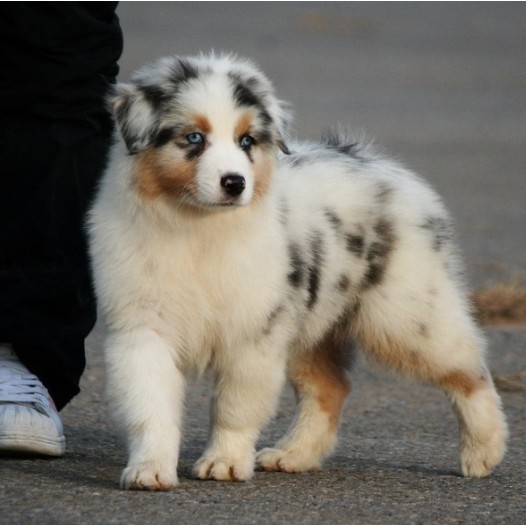 陨石边境牧羊犬幼犬双血统宠物