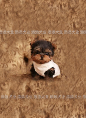 大毛量小型约克夏幼犬狗狗城市家养室内宠物小狗马尔济斯长毛活体