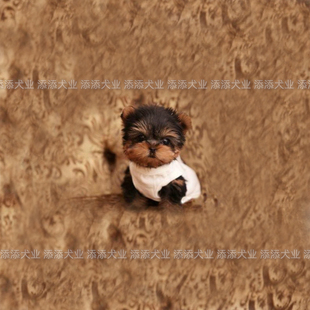 大毛量小型约克夏幼犬狗狗城市家养室内宠物小狗马尔济斯长毛活体
