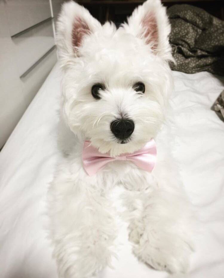 纯种西高地犬幼犬家庭宠物伴侣犬狗狗聪明性情好血统纯网红潘大头