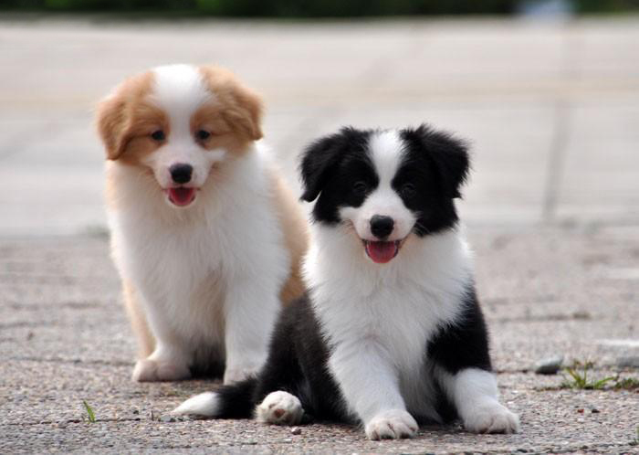 边境牧羊犬纯种幼犬边牧狗狗颜色齐全公母骨量毛量大萨摩哈士奇