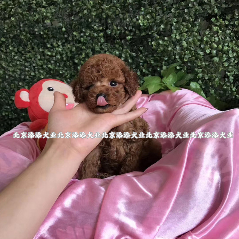 犬舍小型犬泰迪小狗狗狗