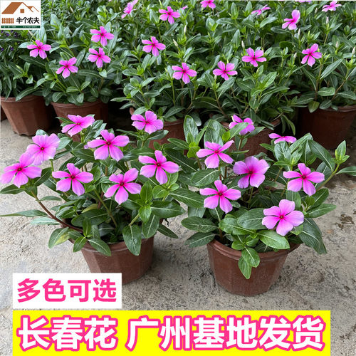 长春花草本阳台四季开花好养美观