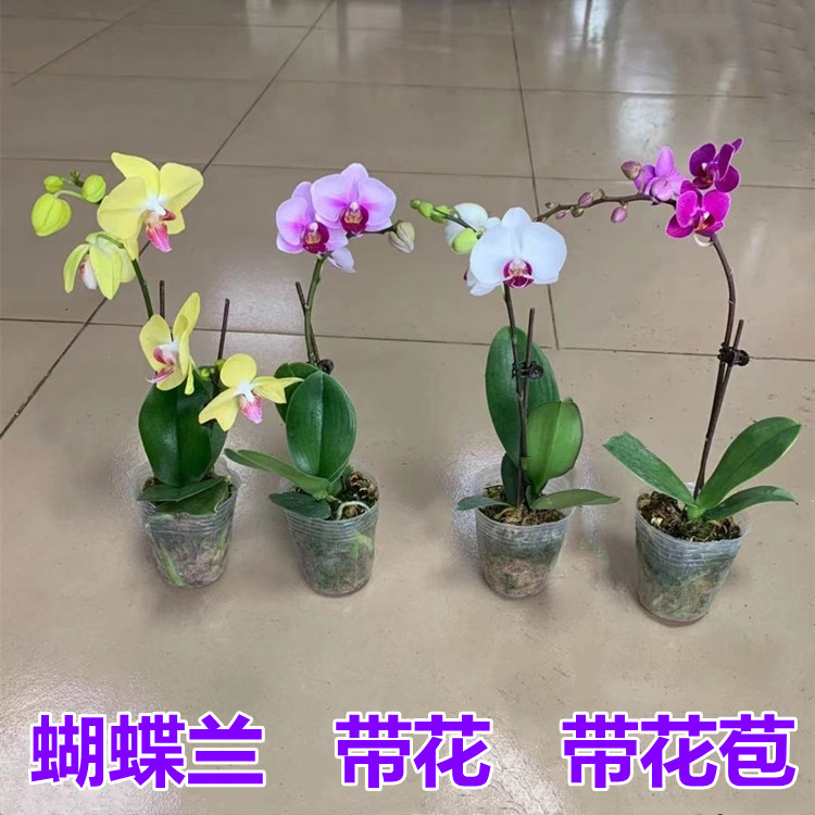 蝴蝶兰花盆栽石斛兰带花苞花剑办公桌面客厅文心兰梦香绿植物花卉