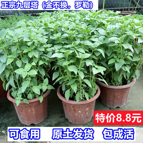 九层塔盆栽可食用罗勒金不换阳台香料植物迷迭香紫苏薄荷阳台绿植