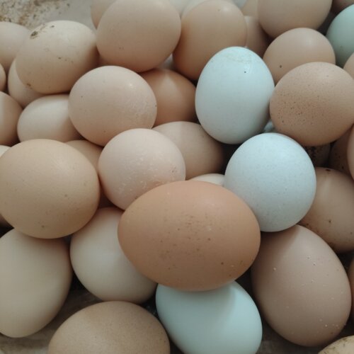 粉壳受精农家散养生态纯粮土笨鸡蛋现捡现发孕妇宝宝月子辅食无抗