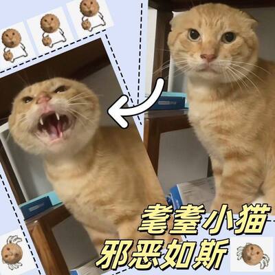 光栅卡猫咪耄耋猫光栅卡3d可爱哈基咪汽车文化小猫挂件