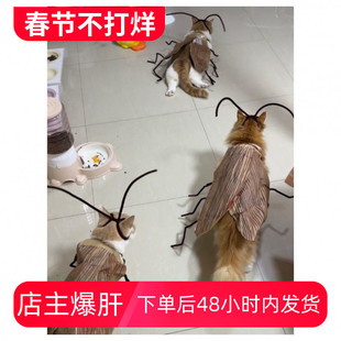 纯情蟑螂火辣辣猫咪diy猫猫条纹衣服小猫衣服萌宠版蟑螂的诱惑