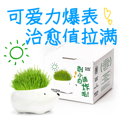 植物杀手长草刺猬创意自然课堂