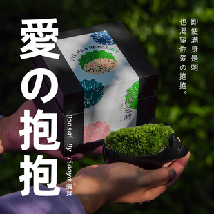 {刺猬盆栽}爱 抱抱日本匠人小林健二小众又高级植物礼物苔藓