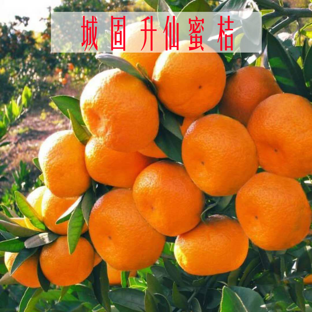 陕西汉中汉中城固升仙蜜桔当季新鲜桔子3斤5斤早熟无籽核带箱10斤
