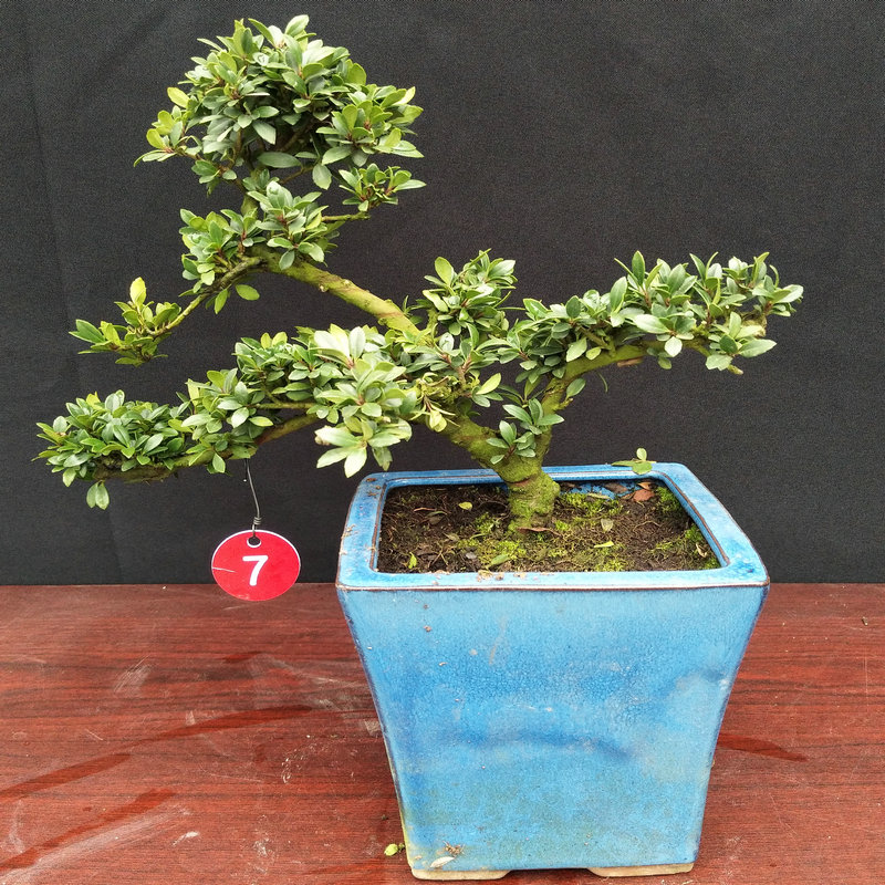 小叶冬青盆景 米叶冬青 米冬小老桩四季常青绿植米冬盆栽花卉冬青