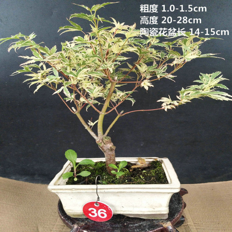 稀有品种日本红枫蝴蝶舞蝴蝶枫红枫盆景盆栽绿植室内外枫树