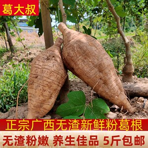 粉葛新鲜葛根现挖正宗5斤包邮广西无渣葛署野广东煲汤解酒生